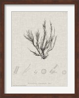 Charcoal & Linen Seaweed VI Fine Art Print