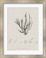 Charcoal & Linen Seaweed VI Fine Art Print