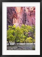 Canyon Cottonwoods Framed Print