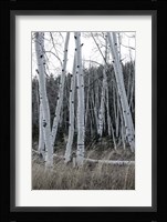 Pale Bark I Framed Print