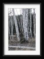 Pale Bark II Framed Print