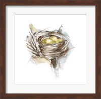 Bird Nest Study III Fine Art Print