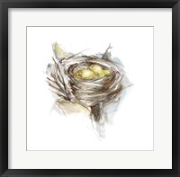 Bird Nest Study III Fine Art Print