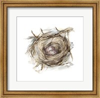 Bird Nest Study IV Fine Art Print