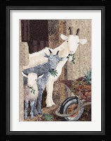 Three Goats and a Wheelbarrow Fine Art Print