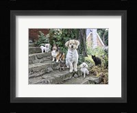 Furry Family Framed Print