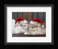 Mad Cats Fine Art Print