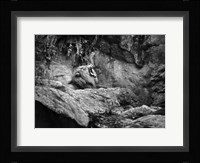 Lion I Framed Print