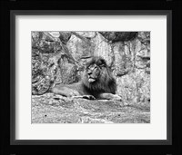 Lion II Fine Art Print