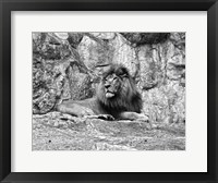 Lion II Fine Art Print
