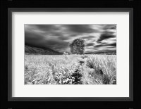 Lone Tree, Dingalan Fine Art Print