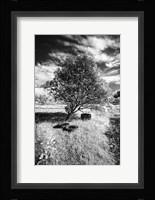 Lonesome Fine Art Print