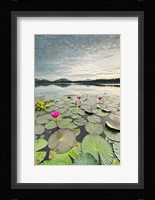 Morning Lilies Fine Art Print
