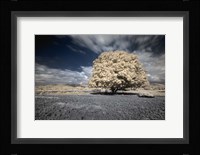 Papsikol Fine Art Print