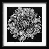 Dalia 2 Phaseone Stack Bw Fine Art Print