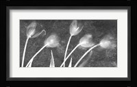 Flores Congeladas 3646 Bn Fine Art Print