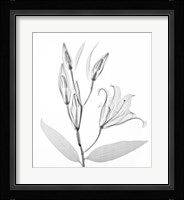 Flower Xray Study 1 White Fine Art Print