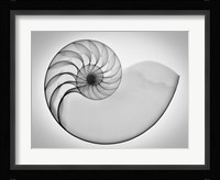 Nautilus Xray I Fine Art Print