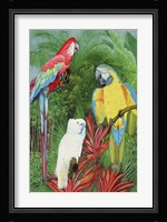 3 Parrots Fine Art Print