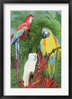 3 Parrots Fine Art Print