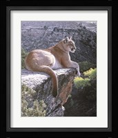 Cougar Country Fine Art Print