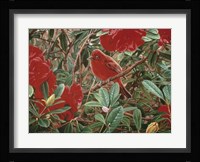 Summer Tanager Fine Art Print