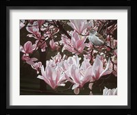 Magnolia Fine Art Print