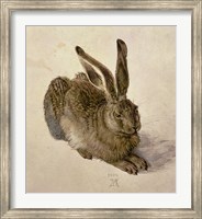 Young Hare, c.1502 Fine Art Print