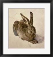 Young Hare, c.1502 Framed Print