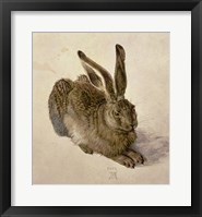 Young Hare, c.1502 Framed Print