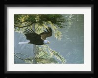 Forest Flight / Eagle Fine Art Print