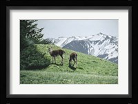 Summer Grass Fine Art Print