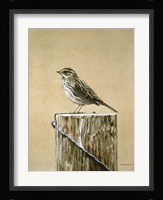 Savannah Sparrow Fine Art Print