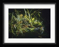 Golden Crowned Kinglet Fine Art Print