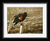 Red Winged Blackbird Fine Art Print