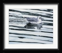 Bonaparteis Gull Fine Art Print