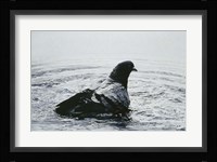 Rock Dove Bathing Fine Art Print