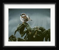 Sparrow On Rhododendron Fine Art Print