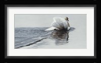Gliding Swan Fine Art Print