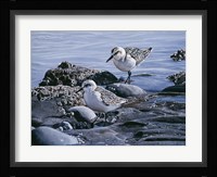 Sanderlings Fine Art Print