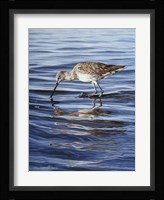 Willet Fine Art Print
