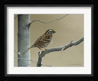 White Throat Sparrow Fine Art Print