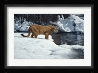 Waters Edge - Cougar Fine Art Print
