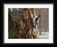 Winter Pine- Downy Woodpecker Fine Art Print
