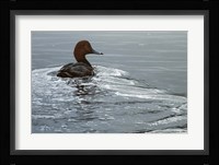 Silver Wake - Redhead Fine Art Print