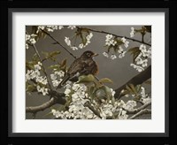 Cherry Blossoms 2 Fine Art Print