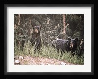 Curious Cub Fine Art Print