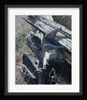 Bluebirds On Rail Fence Fine Art Print