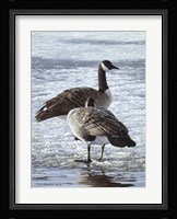 Freeze Up- Canada Geese Framed Print