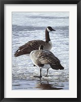 Freeze Up- Canada Geese Framed Print